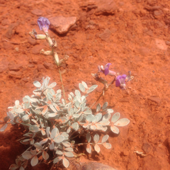 Astragalus calycosus