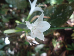 Urceolina subedentata