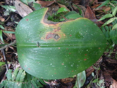 Urceolina subedentata