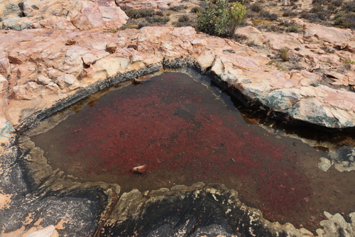 Image of Crassula aphylla by (c) Tony Rebelo, some rights reserved (CC BY-SA)