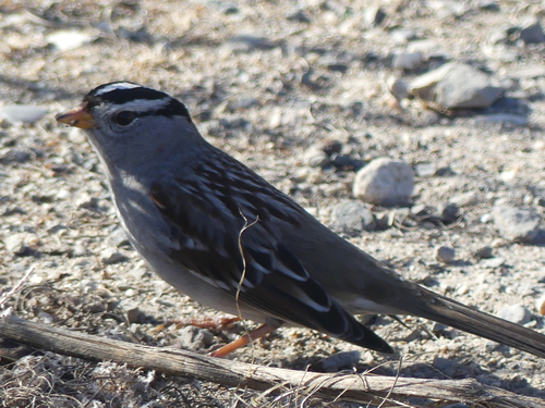 iNaturalist observation photo of White-crowned Sparrow
