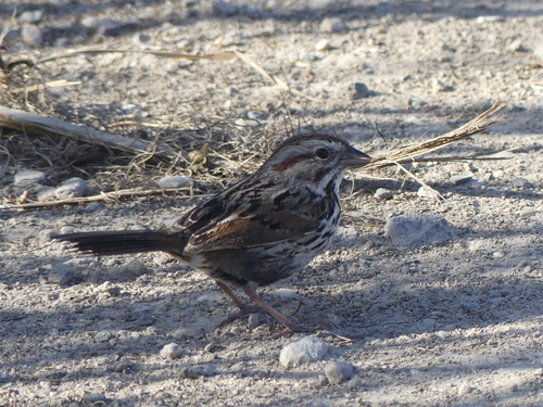 iNaturalist observation photo of Song Sparrow