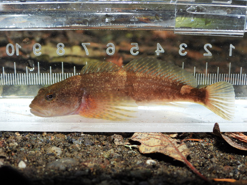 Kustdonderpad (Cottus aleuticus) — Cottidae — 3