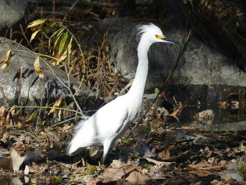 iNaturalist observation photo of Snowy Egret