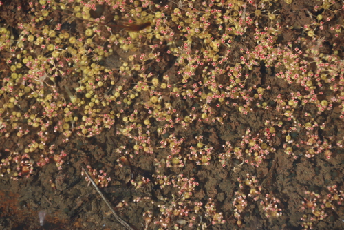 Image of Crassula aphylla by (c) Tony Rebelo, some rights reserved (CC BY-SA)