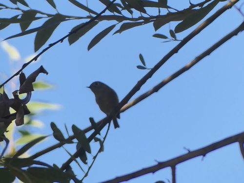 iNaturalist observation photo of Ruby-crowned Kinglet
