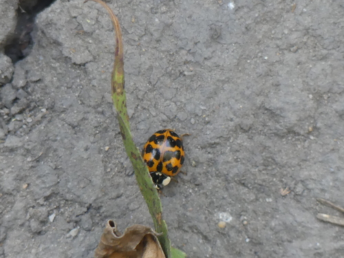 iNaturalist observation photo of Asian Lady Beetle