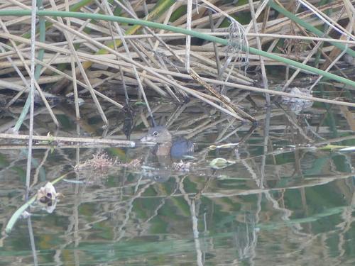 iNaturalist observation photo of Pied-billed Grebe