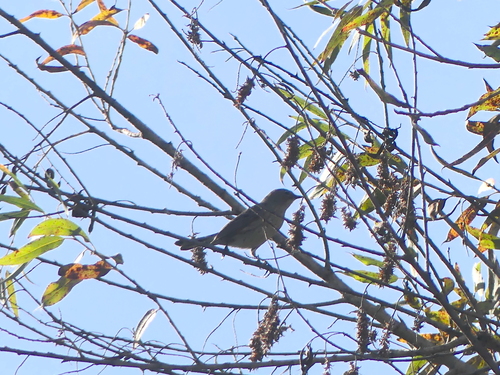 iNaturalist observation photo of Yellow-rumped Warbler