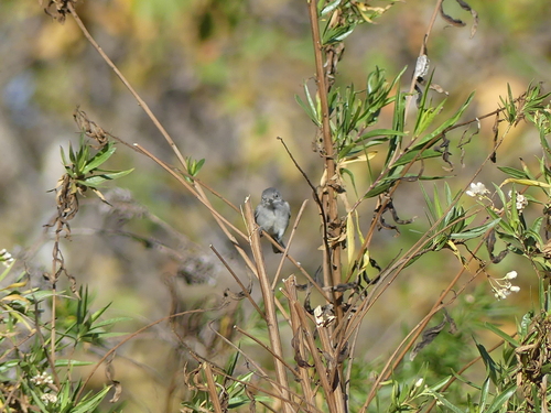iNaturalist observation photo of Blue-gray Gnatcatcher