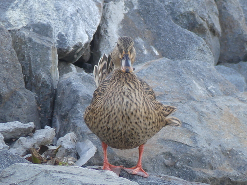 iNaturalist observation photo of Mallard