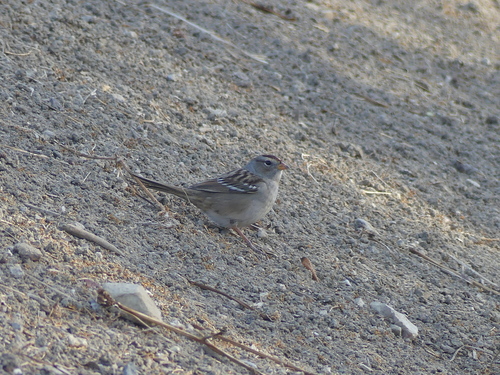 iNaturalist observation photo of White-crowned Sparrow