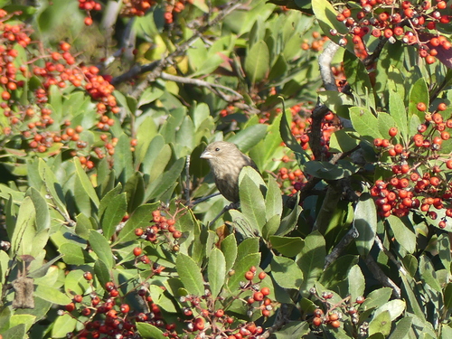 iNaturalist observation photo of House Finch