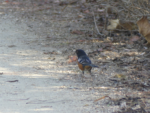 iNaturalist observation photo of Spotted Towhee