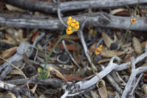 Image of Ornithogalum maculatum by (c) Tony Rebelo, some rights reserved (CC BY-SA)
