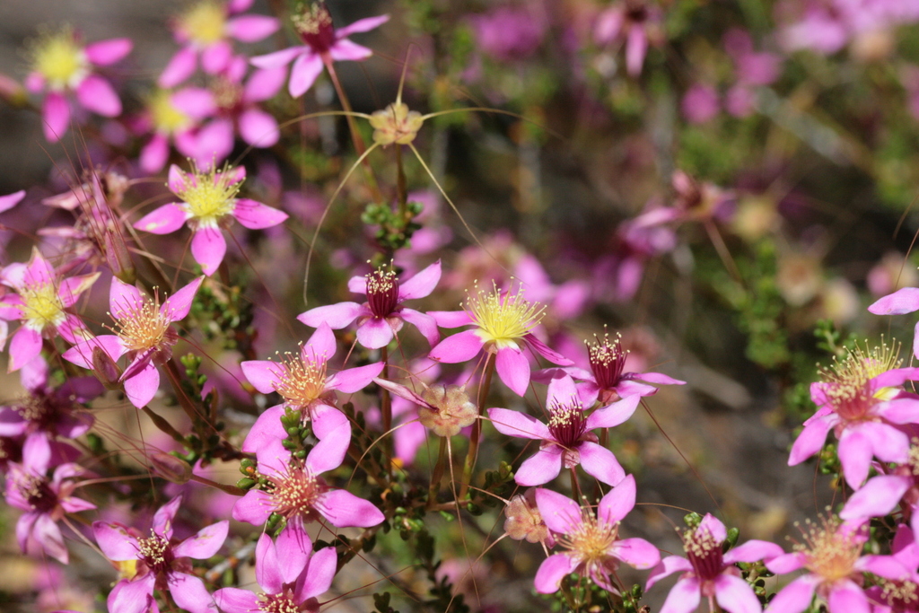 Calytrix formosa