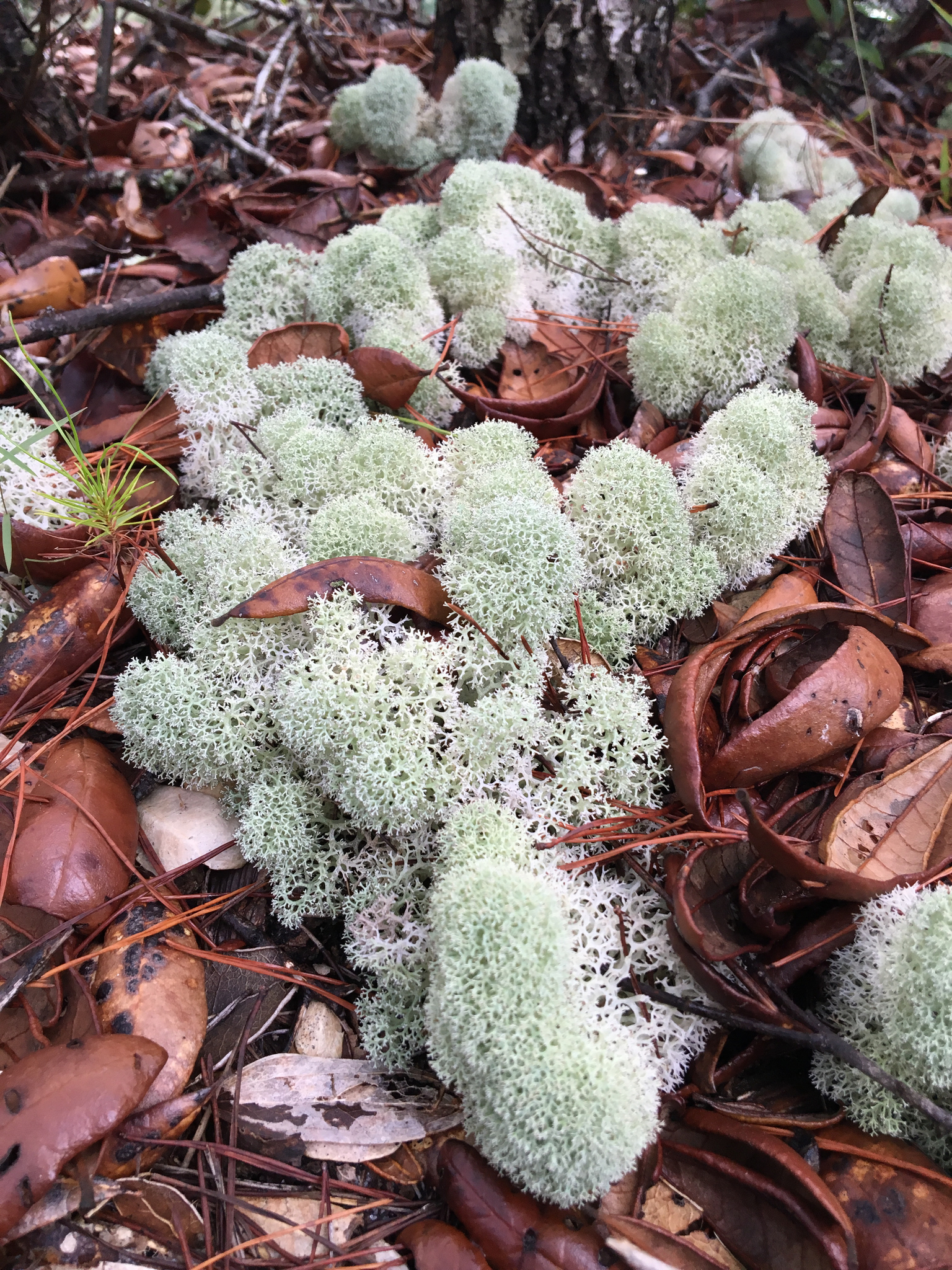 Cladonia image