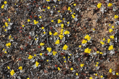 Image of Helichrysum moeserianum by (c) Tony Rebelo, some rights reserved (CC BY-SA)