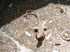 Leiocephalus carinatus