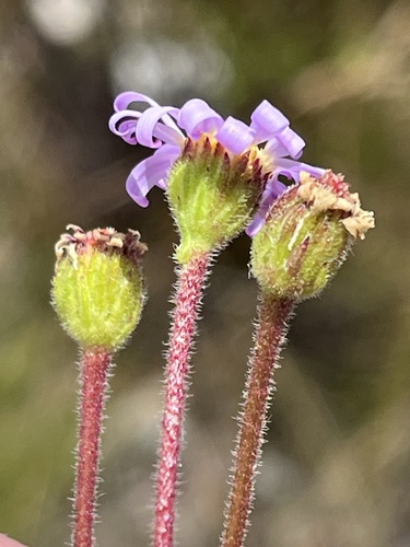 Riviersonderend Plumeseed (Zyrphelis nervosa)