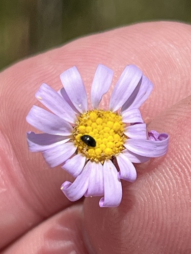 Image of Zyrphelis nervosa by (c) Dave U, some rights reserved (CC BY-SA)