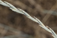 Thinopyrum intermedium intermedium