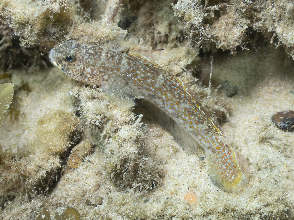Exquisite Sand-Goby