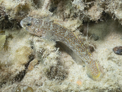 Exquisite Sand-Goby photo 1
