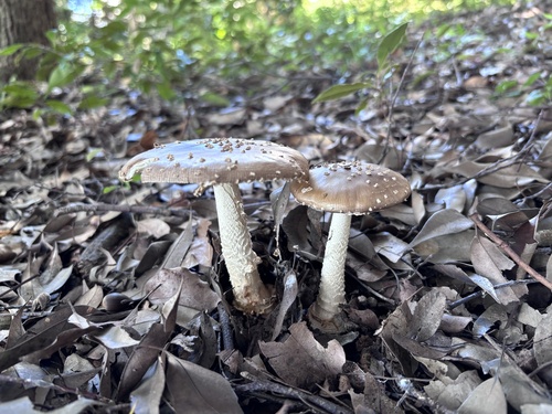 Amanita ibotengutake