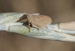 Agalmatium bilobum