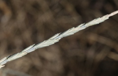 Thinopyrum intermedium intermedium