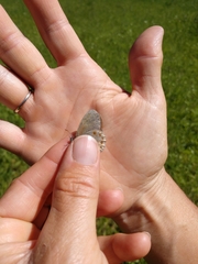 Coenonympha haydenii