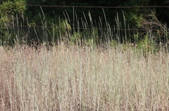 Thinopyrum intermedium intermedium