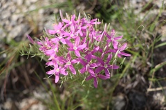 Zeltnera beyrichii
