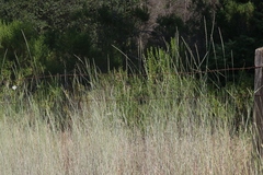 Thinopyrum intermedium intermedium