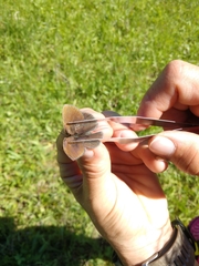 Coenonympha haydenii