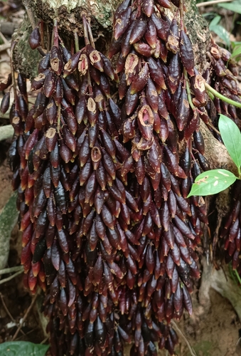 Image of Baccaurea parviflora by (c) Jonas Sielenkämper, some rights reserved (CC BY)