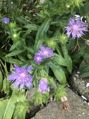 Stokesia