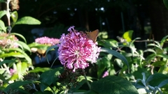 Atalopedes campestris