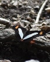 Adelpha serpa