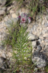 Vernonia lindheimeri