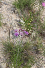 Vernonia lindheimeri
