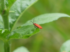 Lopheros rubens