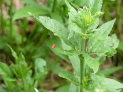 Lopheros rubens