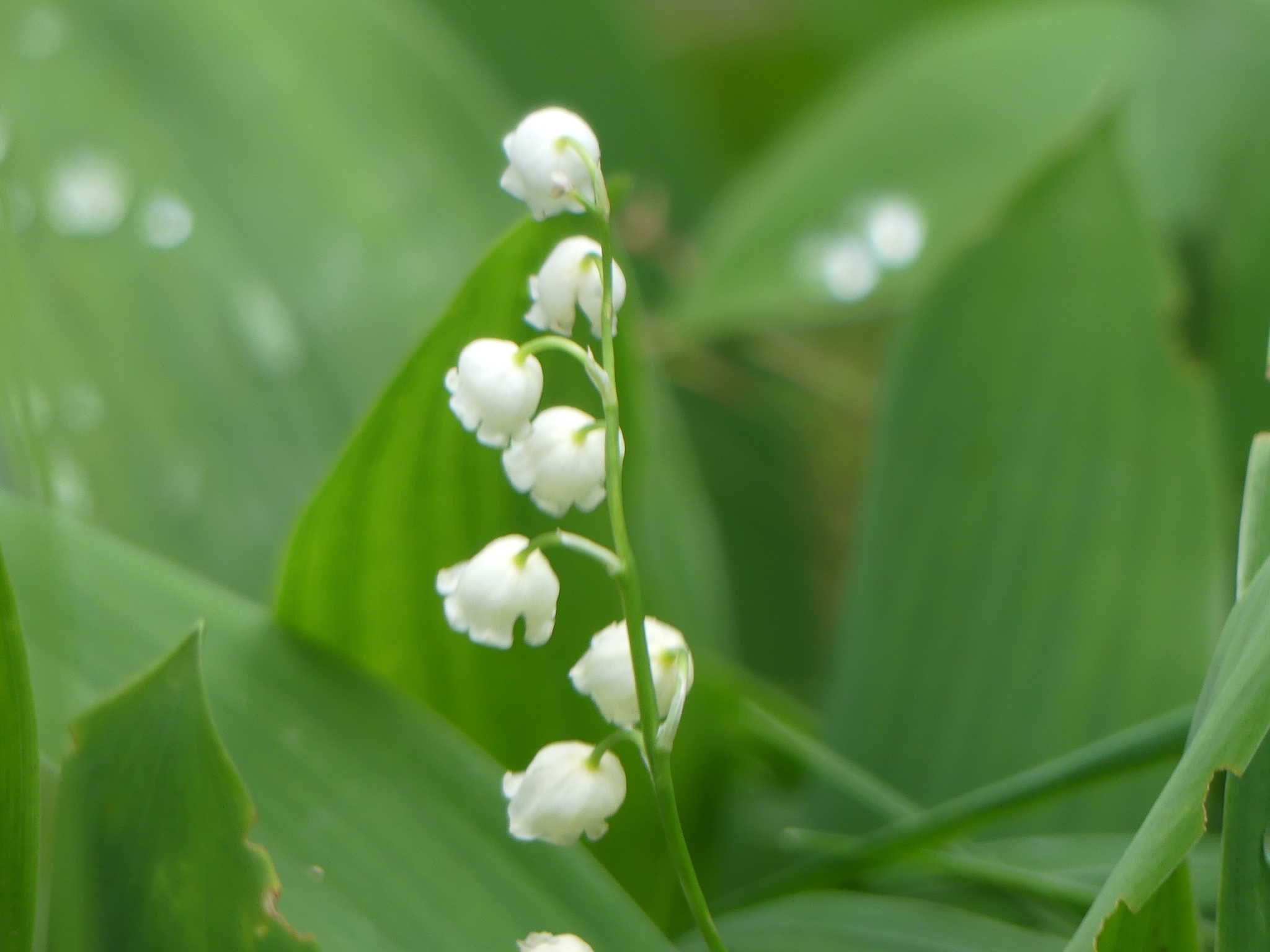 European lily of the valley : Convallaria majalis - Liliaceae (Lily)
