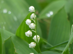Convallaria majalis Lily Of The Valley – PlantsInTheCity