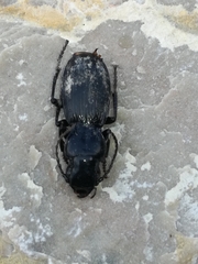 Tanythrix edura