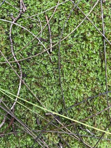 Racopilum cuspidigerum observed 2024-11-04