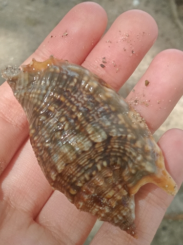 Euprotomus aurisdianae observed 2024-11-07