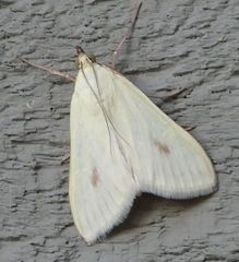 Sitochroa palealis